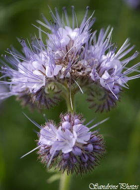 Phacélie à feuilles de tanaisie, Phacelia tanacetifolia, Plante pour les syrphes, larves mangeuses de pucerons, Saint Secondin, Prairie fleurie du Poitou-Charentes (14)