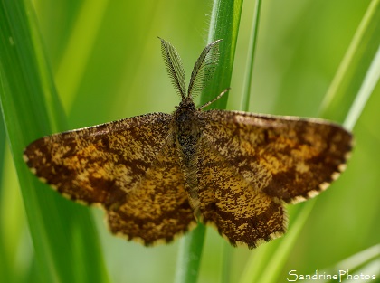 Phalène Picotée mâle, ematurga atomaria, Papillons de nuit, Mothes and butterflies, Jardin, le Verger, Bouresse, 86 (37)