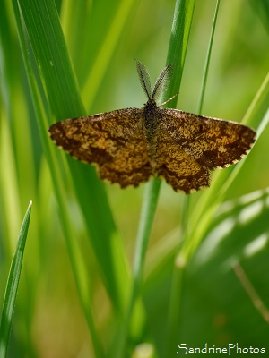 Phalène Picotée mâle, ematurga atomaria, Papillons de nuit, Mothes and butterflies, Jardin, le Verger, Bouresse, 86 (39)