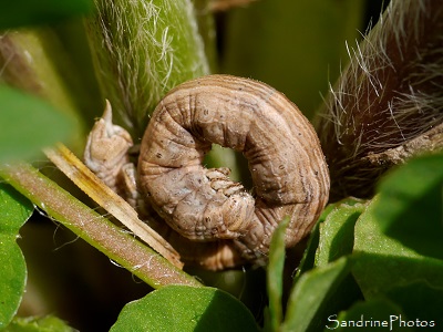 Phalène blanche, La Divisée, Siona lineata, Chenille sur renoncule bouton d`or, jardin, Refuge LPO le Verger, Bouresse (5)