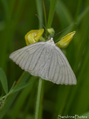 Phalène blanche, la Divisée, Siona lineata, Phalène blanche, Papillon de nuit, Geometridae, Le Verger, Bouresse, Refuge LPO 86 (14)