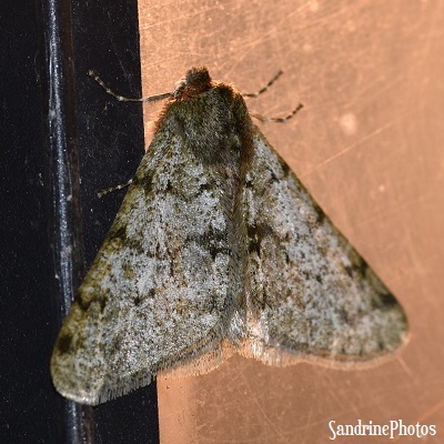 Phalène velue, Phigalia pilosaria, Geometridae, Papillons de nuit, Maison rue du Bureau, Bouresse 86 (1)