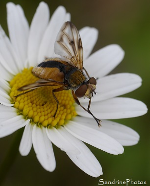 Phasie crassipenne, Ectophasia crassipennis, Diptères, Jardin, le Verger, Bouresse, Poitou-Charentes 86, Biodiversité en région Nouvelle-Aquitaine (6)