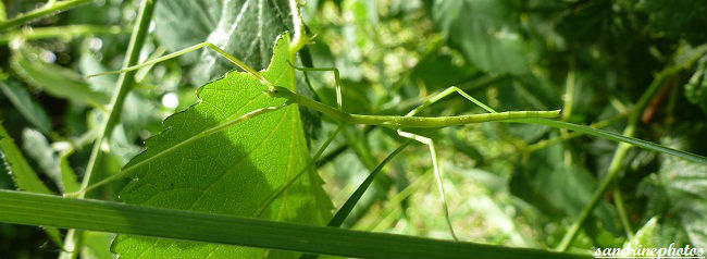 Phasme Bacillidae Insectes du Poitou-Charentes Bouresse