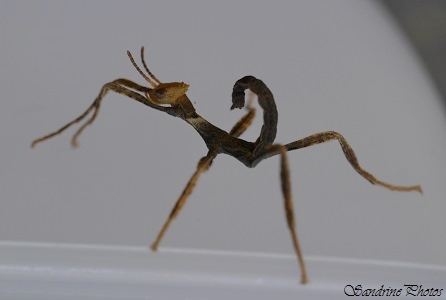 Phasme à tiare, Phasme scorpion, Extatosoma tiaratum, juvénile, 1 jour, naissance, birth, Insectes (23)