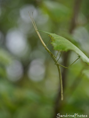 Phasme gaulois, Clonopsis gallica, Bacillidae, Insecte du Jardin, Le Verger, Bouresse 86, Poitou, Sud-Vienne, Biodiversité en Région Nouvelle Aquitaine (46)