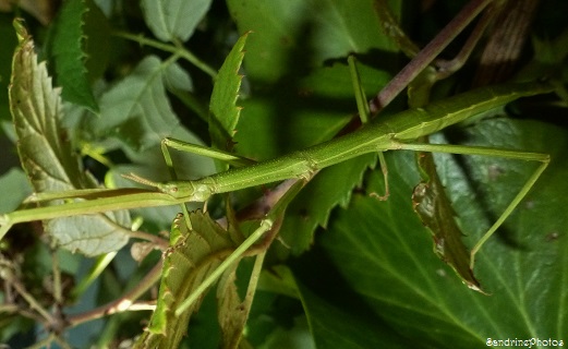 Phasme gaulois adulte, phasme brindille, bacillidae, insecte des jardins, Bouresse, Poitou-Charentes (1)