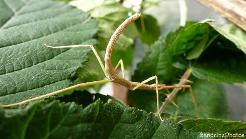 Phasme vietnamien, Bacillidae, Insectes, Bouresse, Poitou-Charentes, Aot 2013