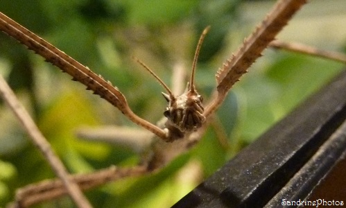 Phasme vietnamien, Insectes, Bouresse, Poitou-Charentes 2013