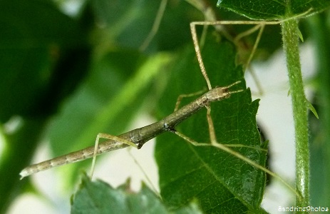 Phasme vietnamien juvénile, Insectes, Bouresse, Poitou-Charentes 2013