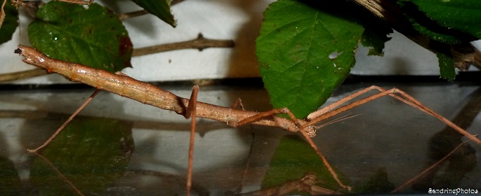 Phasmes-bâton du Vietnam, stick insects, oeufs, eggs, Bouresse, Poitou-Charentes, 8 décembre 2013 (27)