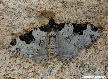 phalène ondée l`incertaine xanthorhoe fluctuata papillons sandrinephotos