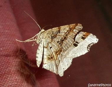 Philobie alternée, Macaria alternata, Geometridae, Papillon de nuit, Moths and butterflies, Bouresse, Poitou-Charentes (6)