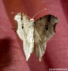 Philobie alternée, Macaria alternata, Geometridae, Papillon de nuit, Moths and butterflies, Bouresse, Poitou-Charentes (7)