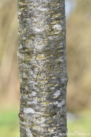 Philodromus margaritatus, Thomisidae, Philodrominae, Araignée grise et plate camouflée sur un tronc d`arbre, Printemps au Verger, Bouresse (73)