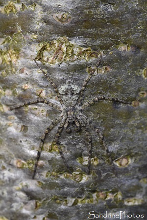 Philodromus margaritatus, Thomisidae, Philodrominae, Araignée grise et plate camouflée sur un tronc d`arbre, Printemps au Verger, Bouresse (74)