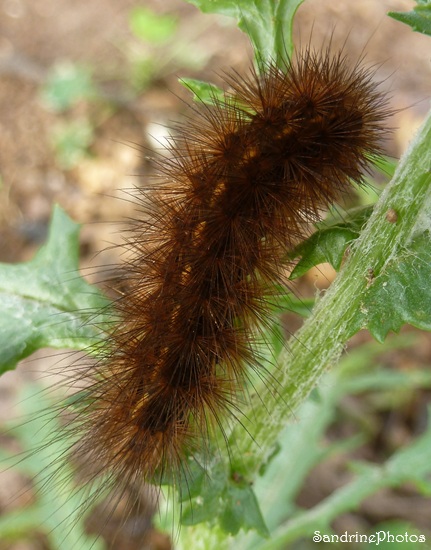Phragmatobia fuliginosa, Ecaille cramoisie, Chenille soies rousses sur séneçon, Bouresse, Poitou-Charentes, le 26 octobre 2013 (10).jpg