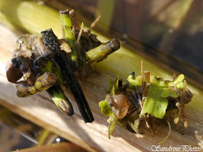 Phrygane, Porte-bois, Trichoptères, Insectes aquatiques, Sillars, Poitou-Charentes, nature in France (9)