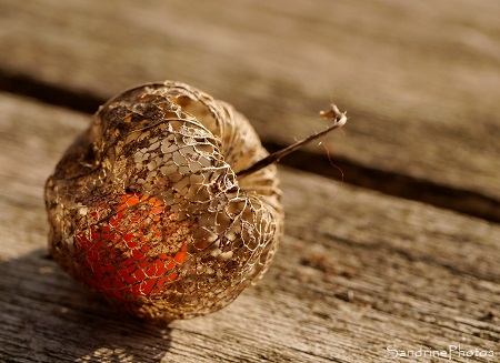 Physalis, Amour en cage, Solanaceae, Bouresse, Le Verger, Refuge LPO, Sud-Vienne (7)