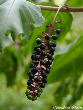 Phytolacca, Raisin d`Amérique, Plante arbustive, Fleurs blanches, fruits verts puis noirs, tige rose, SandrinePhotos (33)