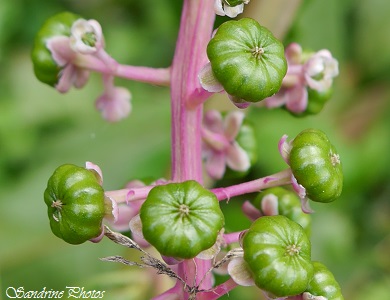 Phytolacca, Raisin d`Amérique, Plante arbustive, Fleurs blanches, fruits verts puis noirs, tige rose, SandrinePhotos (34)