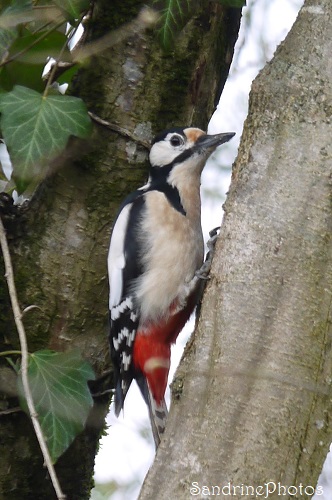 Pic épeiche mâle dans un noisetier, Dendrocopos major, Oiseaux des jardins, maison Bouresse, Biodiversité du Sud-Vienne (9)