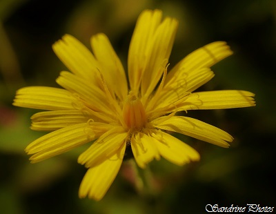 Picride fausse épervière, Picris hieracioides, Fleur sauvage jaune, Yellow wild flowers, Jardin Bouresse, Poitou-Charentes