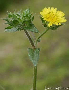 Picride fausse vipérine, Picris echioides, Jardin, Le Verger, Bouresse 86, Biodiversité en région Nouvelle Aquitaine (41)