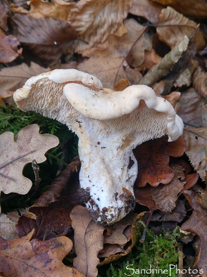 Pied de mouton, Hydnum repandum, Champignons comestibles, Forêt de Gouex 86 (6)