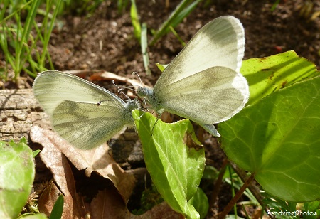 Piéride de la moutarde, Leptidea sinapis, noeud papillon, Bowtie, Papillon de jours, Moths and butterflies, Bouresse, Poitou-Charentes, 12 mai 2013