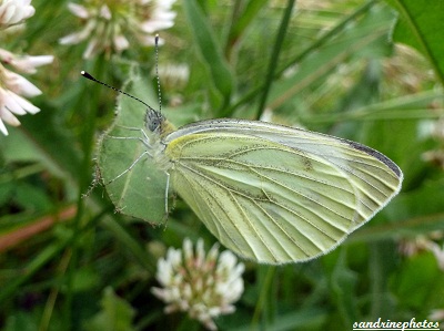 Pieris napi Piéride du navet Papillon blanc 19 juin 2012 Bouresse Poitou-Charentes (1)