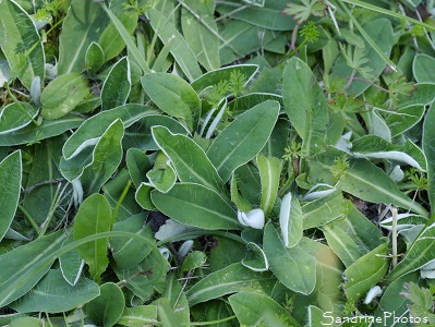 Piloselle, Pillosella officinarum, fleurs sauvages jaunes, le Verger, Bouresse 86, biodiversité du Sud-Vienne (52)