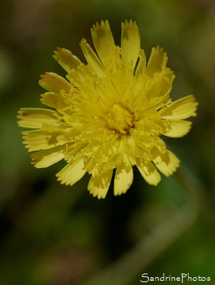 Piloselle, Pillosella officinarum, fleurs sauvages jaunes, le Verger, Bouresse 86, biodiversité du Sud-Vienne (53)