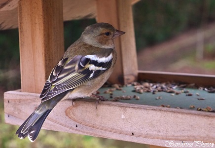 Pinson des arbres femelle, Oiseaux de nos jardins, Poitiers, Poitou-Charentes, France (3)