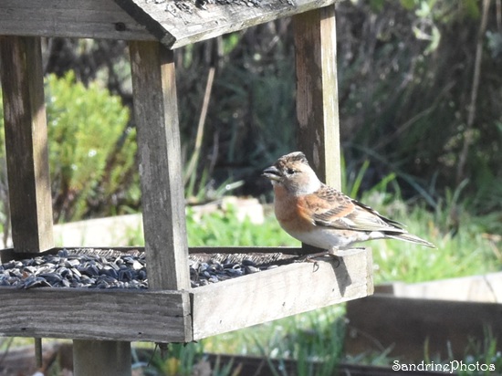 Pinson du nord mâle, Oiseaux de passage en hiver, Le Verger, Bouresse 86 (12)