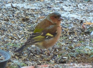 pinson des arbres mâle Fringilla Coelebs Oiseaux de nos jardins Bouresse Poitou-Charentes 86