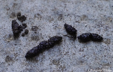 Pipistrelles, Chauves-souris Refuge SFEMP, Bouresse, Poitou-charentes (5)