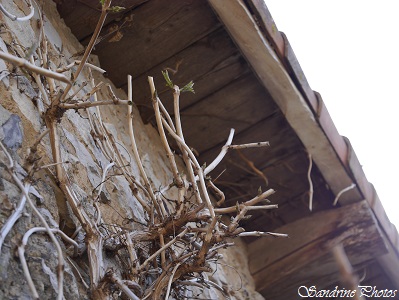  Pipistrelles, Chauves-souris Refuge SFEMP, Bouresse, Poitou-charentes (7)