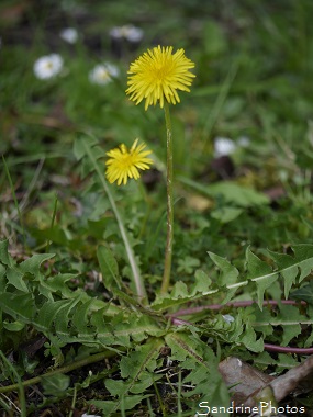 Pissenlit commun, Taraxacum sp, Fleurs sauvages jaunes, jardin, le Verger, Bouresse (19)