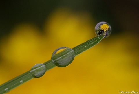 Pissenlit dans une bulle, Macrophotographie d`une goutte d`eau, flower in a rain drop macrophotography, Bouresse, Poitou-Charentes, SandrinePhotos