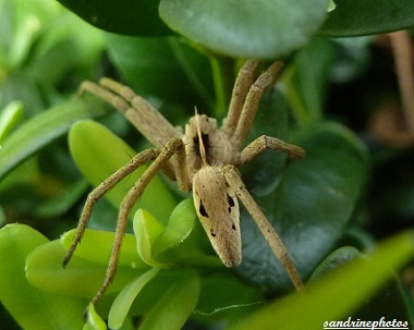 pisaura mirabilis Araignées et arachnides Poitou-Charentes