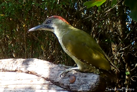 Pivert, Pic vert, Picus viridis, oiseaux des jardins, Refuge LPO, Le Verger, Bouresse