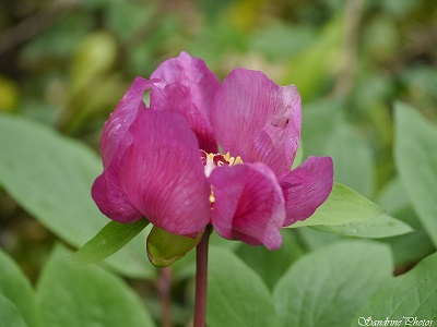 Pivoine coralline, Paeonia mascula, Pivoine mâle, Fleurs sauvages rares du Poitou-Charentes, Rare Red wild flowers, Red peony, Persac  (1)