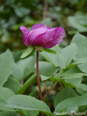 Pivoine coralline, Paeonia mascula, Pivoine mâle, Fleurs sauvages rares du Poitou-Charentes, Rare Red wild flowers, Red peony, Persac  (2)