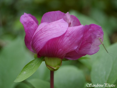 Pivoine coralline, Paeonia mascula, Pivoine mâle, Fleurs sauvages rares du Poitou-Charentes, Rare Red wild flowers, Red peony, Persac 86 (2)