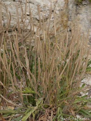 Plantain corne-de-cerf, Pied-de-corneille, Plantago coronopus, Fleurs sauvages des côtes bretonnes, Piriac, sentier des douaniers (61)