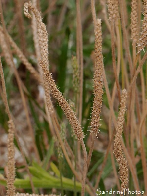 Plantain corne-de-cerf, Pied-de-corneille, Plantago coronopus, Fleurs sauvages des côtes bretonnes, Piriac, sentier des douaniers