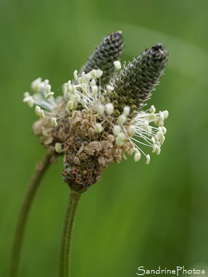 Plantain lancéolé, Plantago lanceolata, Plante en épi, fleurs vertes à brunes, anthères jaunâtres, Bouresse, le long de la Dive, Chemin de la Traire, Aquitaine, Limousin, Poitou-Charentes (12)