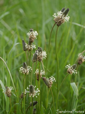 Plantain lancéolé, Plantago lanceolata, Plante en épi, fleurs vertes à brunes, anthères jaunâtres, Bouresse, le long de la Dive, Chemin de la Traire, Aquitaine, Limousin, Poitou-Charentes (15)