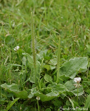 Plantain majeur, Grand Plantain, Plantago major, Fleurs sauvages vert-jaunâtre, Green-yellow flowers, Jardin, Le Verger, Bouresse 86, Poitou, Biodiversité en région Nouvelle-Aquitaine (20)